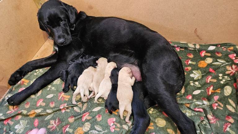 Adorable Labrador x Retriever Puppies – Family Raised