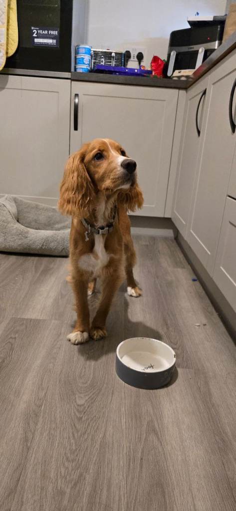 Cocker Spaniel 6 months old