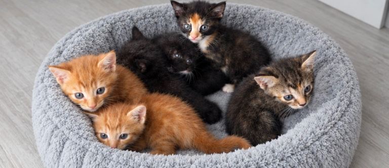6 Bengal/Tabby kittens for sale 