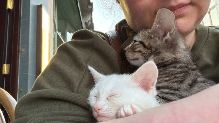 KITTENS 8 weeks old AVAILABLE NOW 