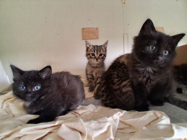 Long haired and short haired kittens