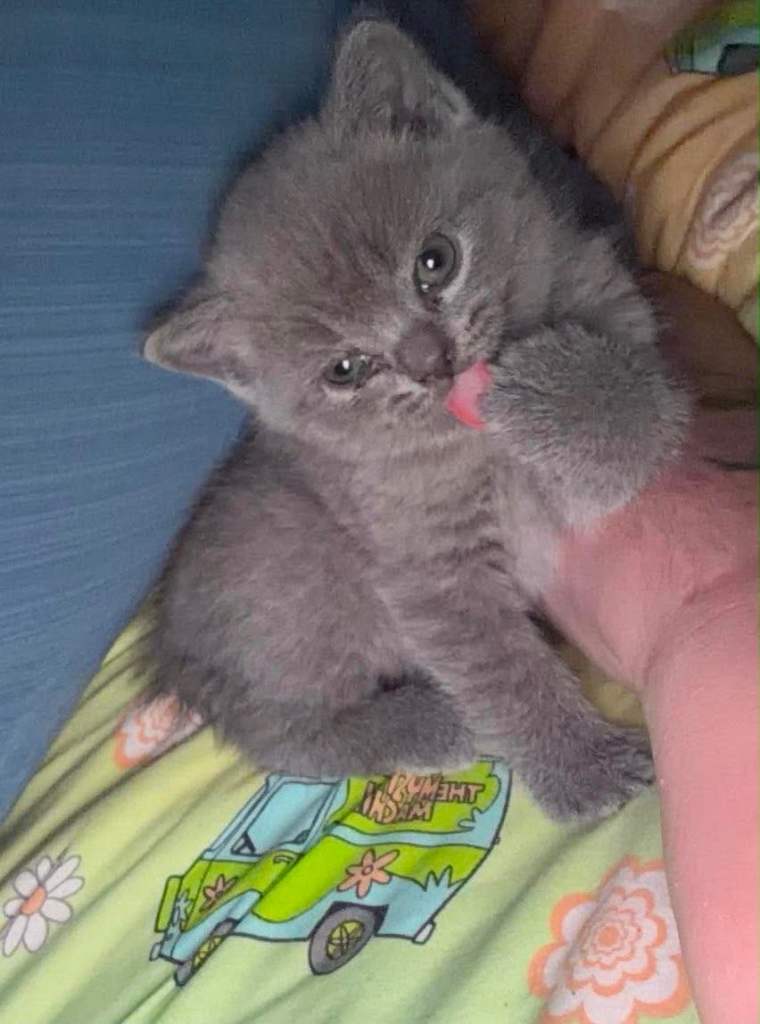 Blue short hair kittens 