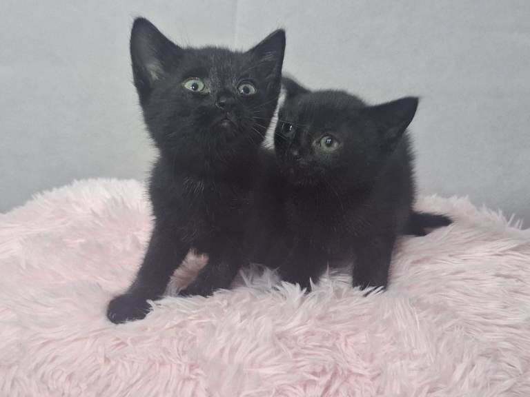 Beautiful kittens 