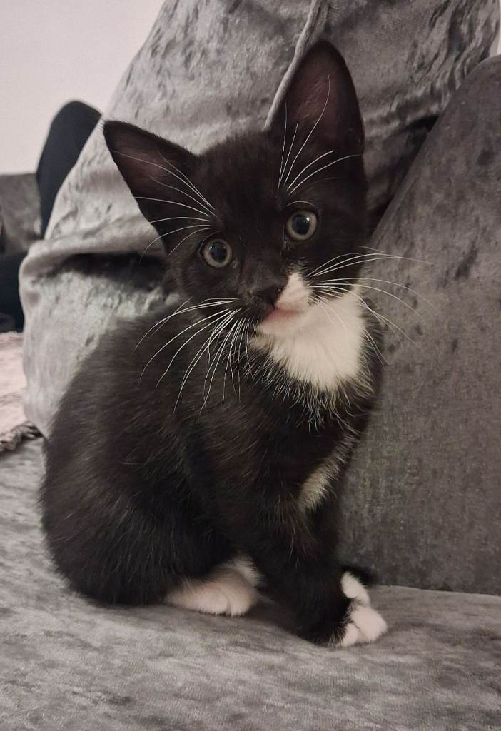 Adorable kittens for sale 