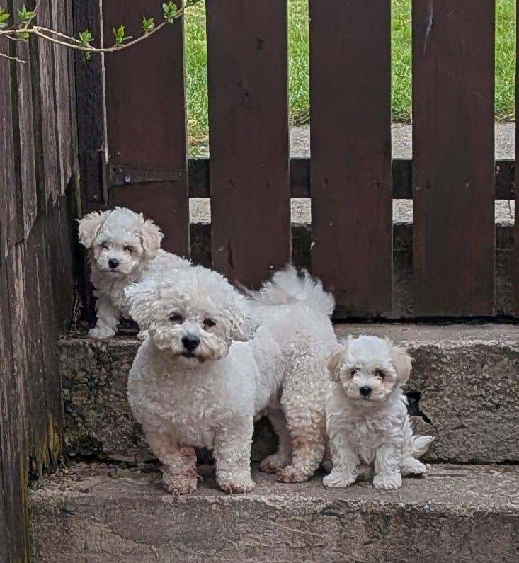 Bichon frise/maltese puppies