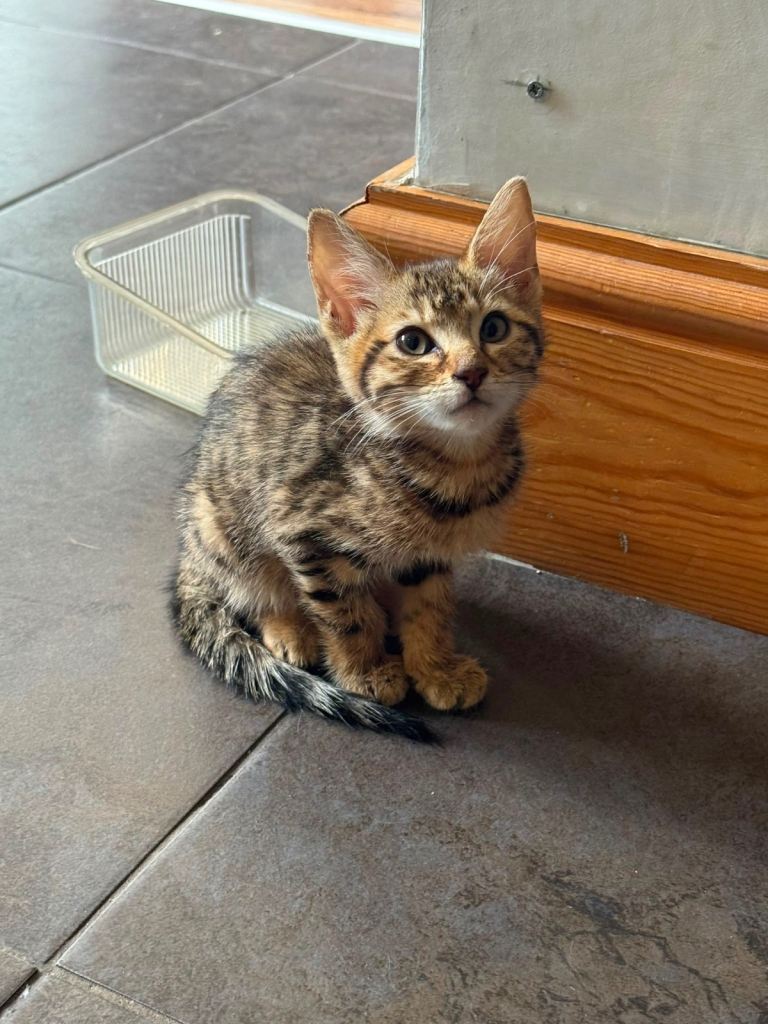 Mixed Bengal Kittens ready for new home