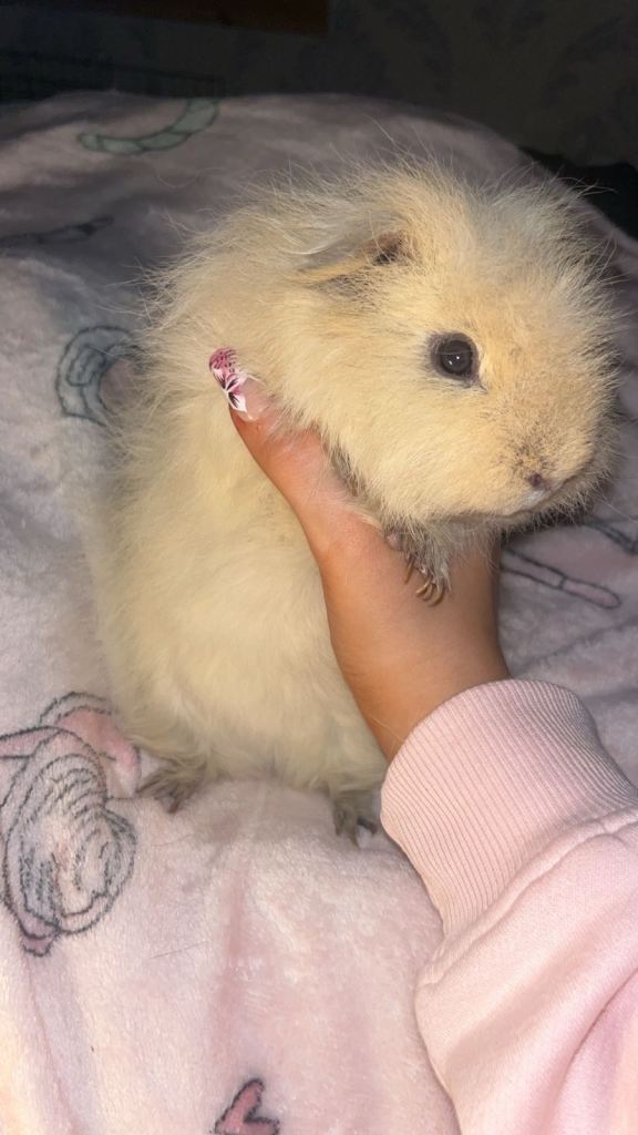 Guinea pig brothers looking for forever home