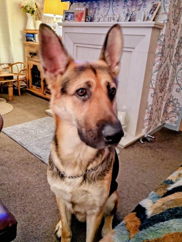 2yr old German Shepherd 