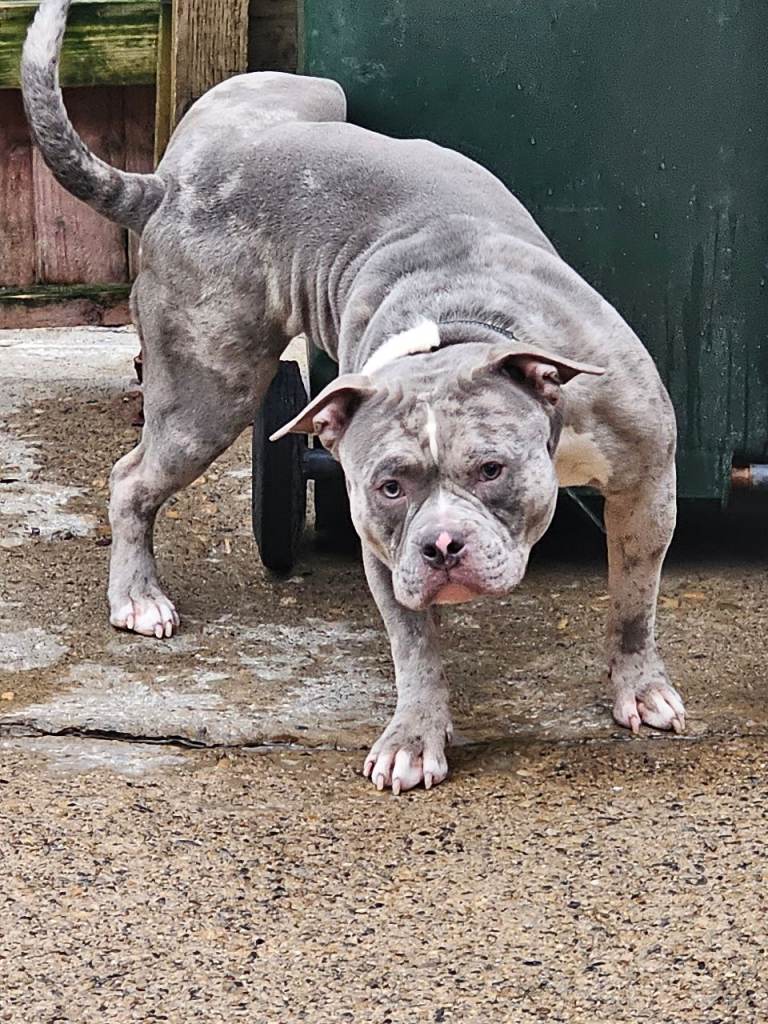 1 year old male merle