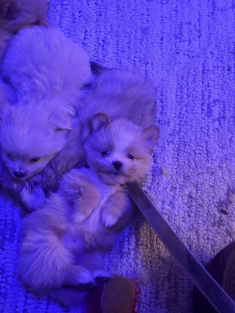 7 Gorgeous Pomeranian Cross Puppies Ready To Go Now 
