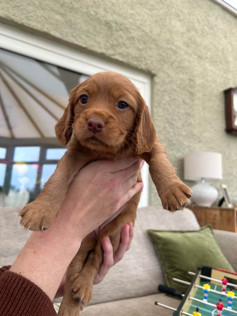 Cocker x Sprocker puppies 
