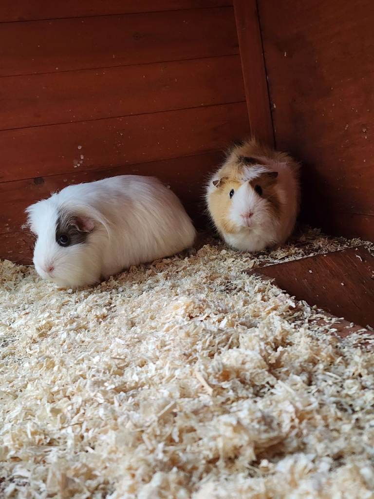 3 female guinea pigs