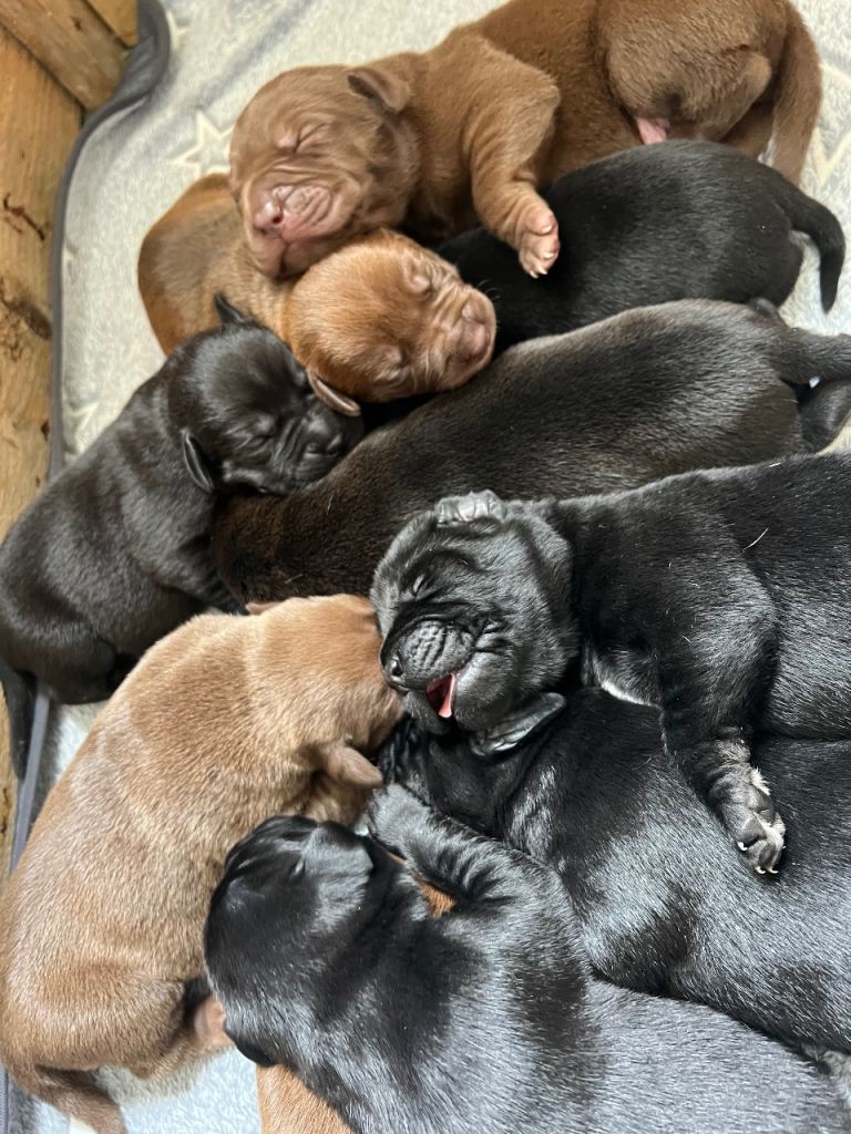 Bulldog Labrador mix puppies 