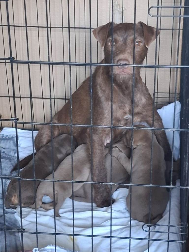 Beautiful, strong healthy chunky Patterdale Puppies – Ready from 8th July