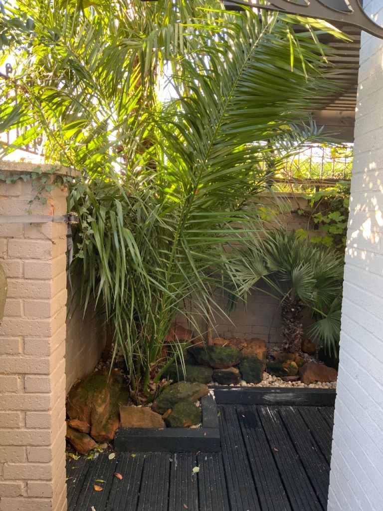 XXL Giant Phoenix canariensis Canary Island Date Palm - massive plant sale can deliver