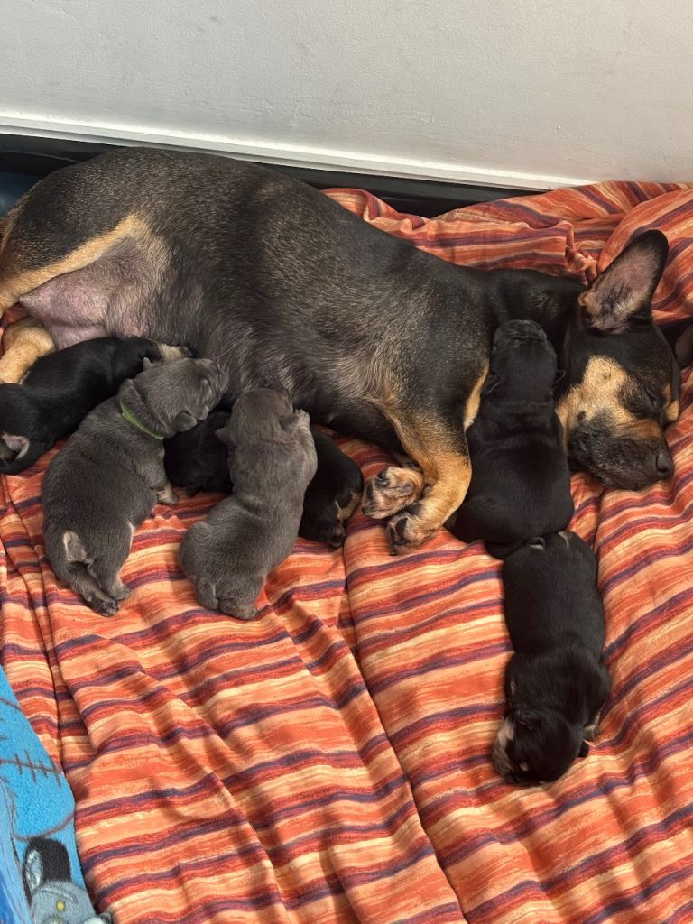 Beautiful puppy’s 