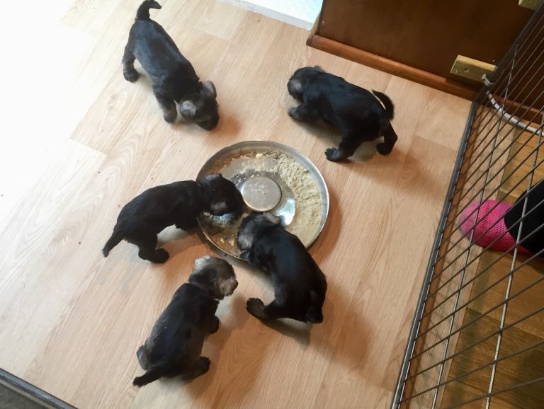 Complete whelping kit