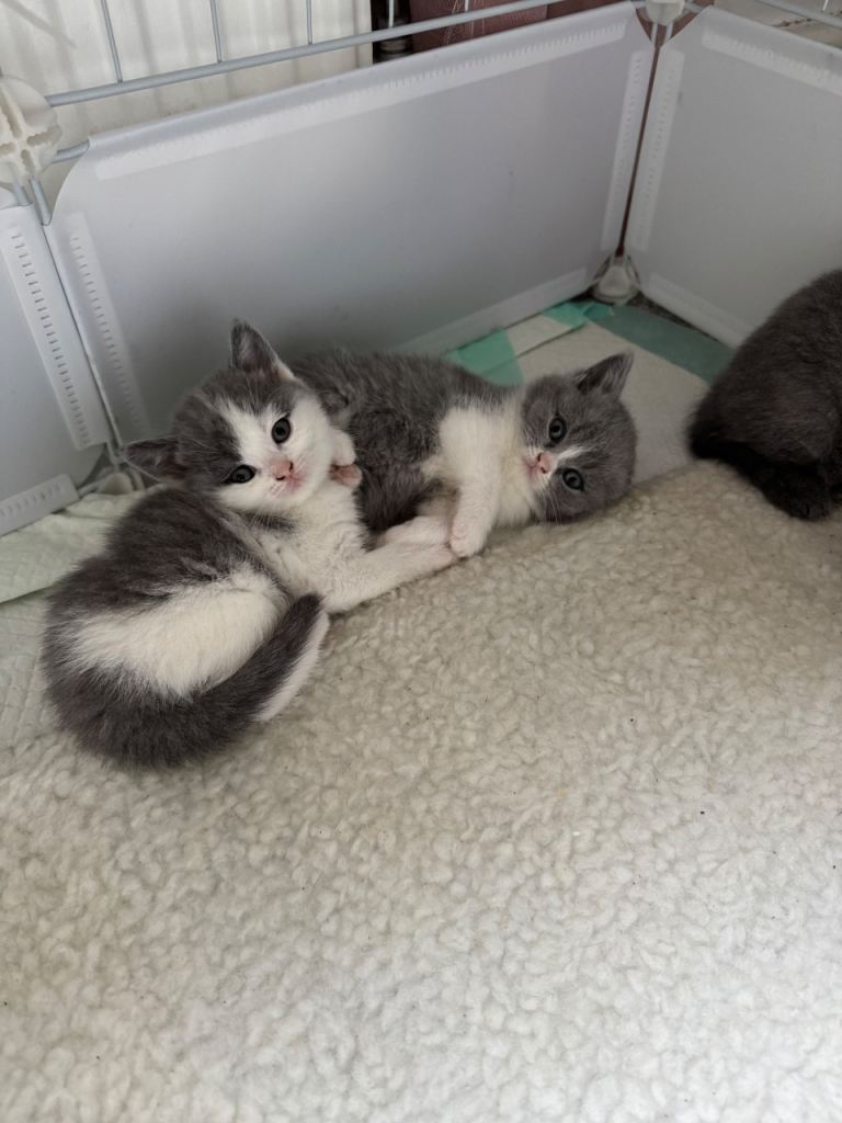 kittens 