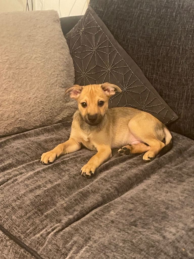 miniature pinscher mix