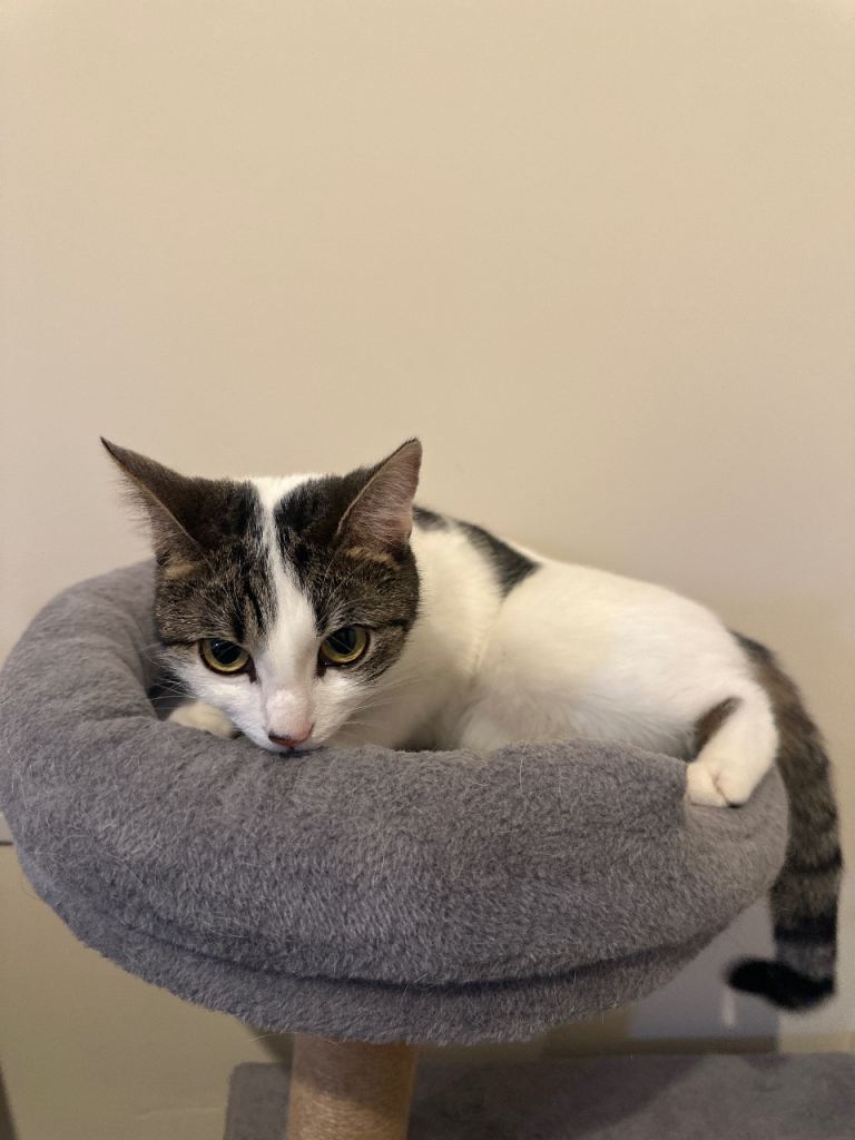 Tabby /domestic short hair cat