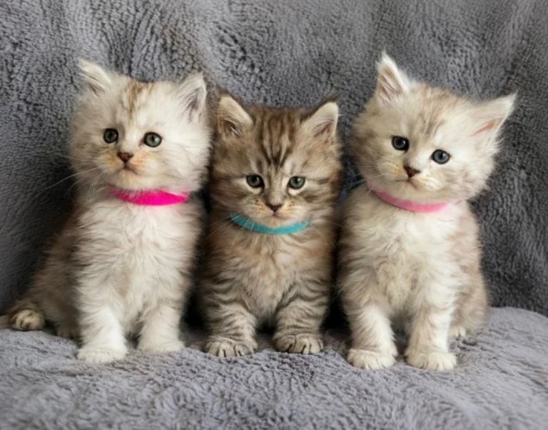 Beautiful Pedigree Maine Coon Kittens looking for Loving Home