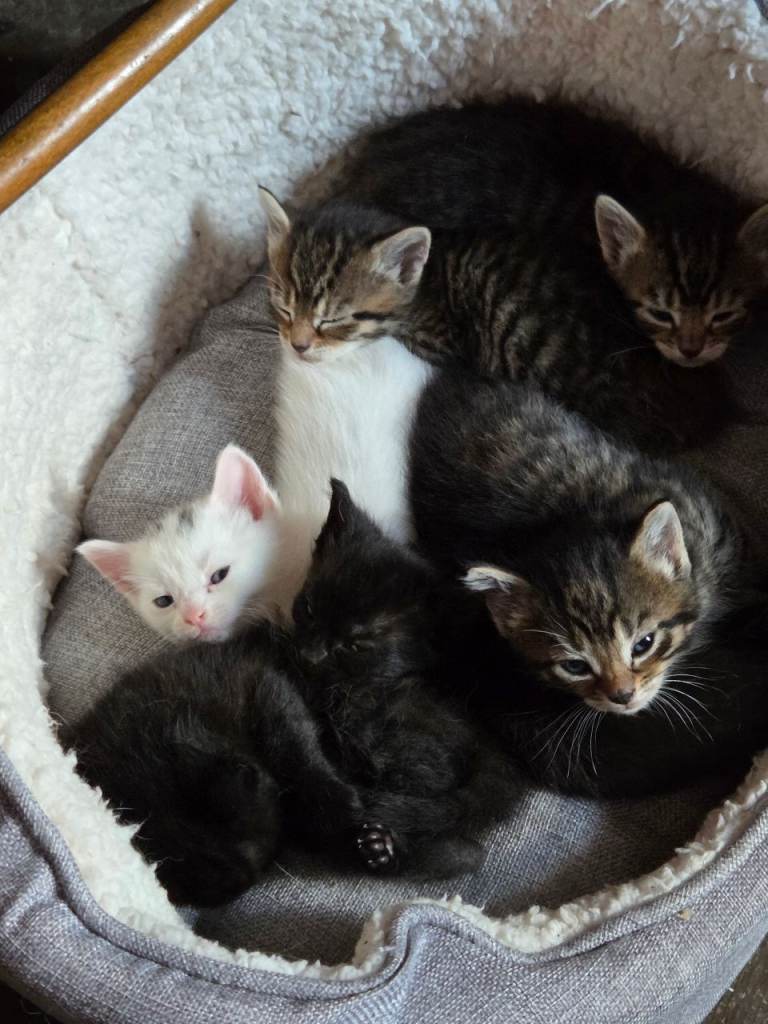 Snow bengal cross turkish angora kittens.  6 boys. Ready now