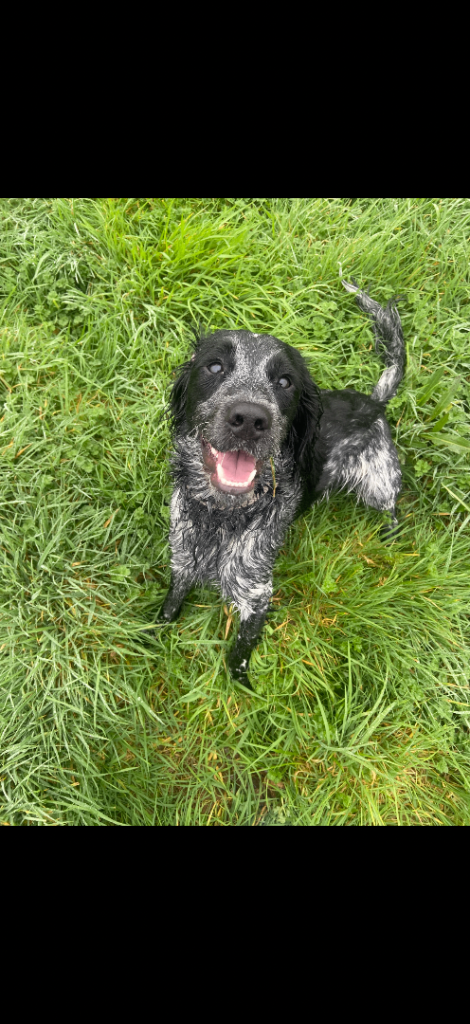 Sprocker spaniel for sale 