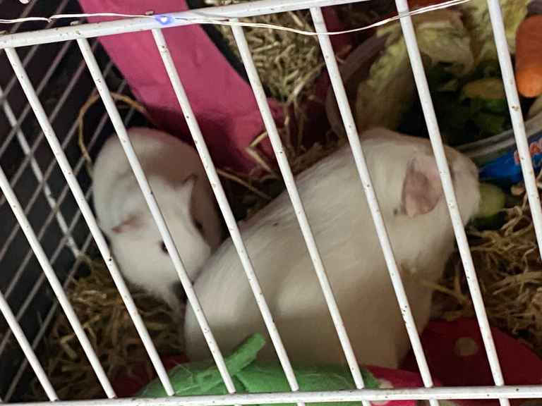 Father and son Guinea pigs for sale, 