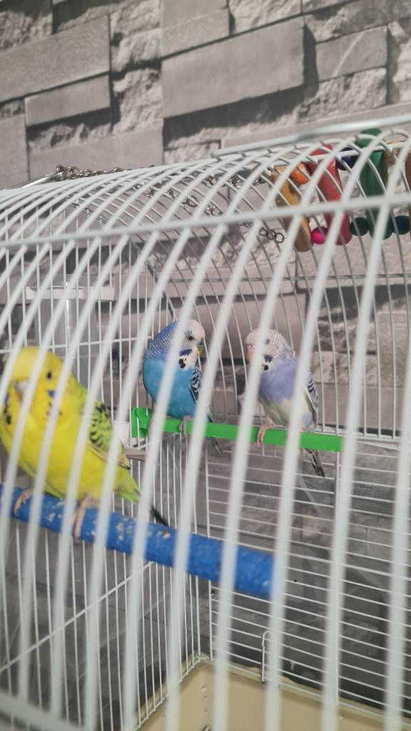 budgies   
