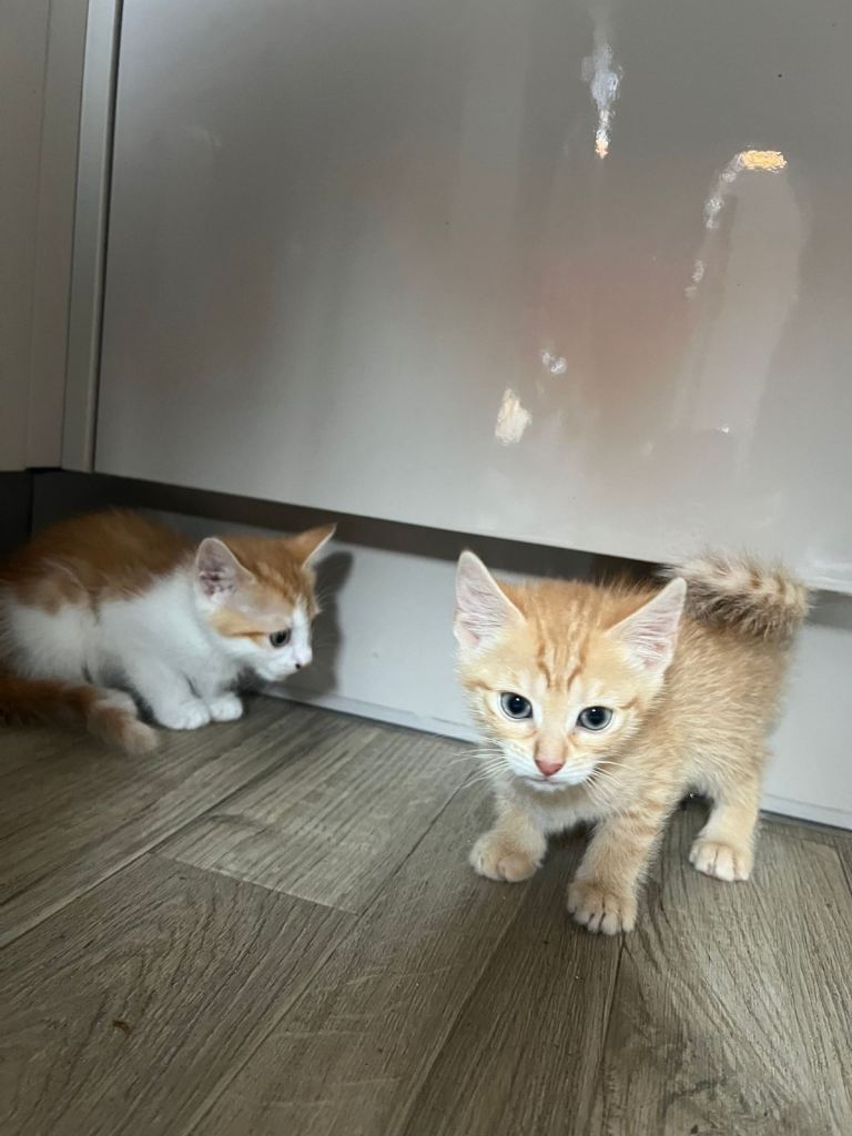 kittens for sale 
