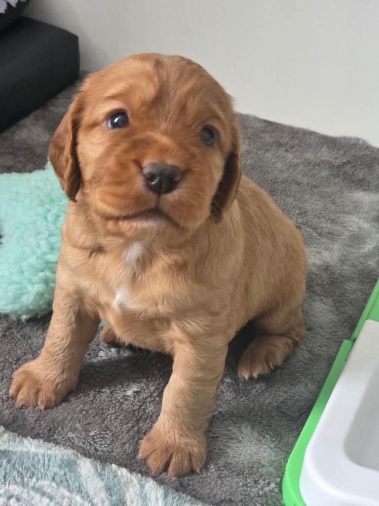 Cockalier puppies 87.5%cocker 12.5%Cavalier 