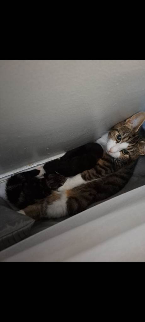 Kittens
