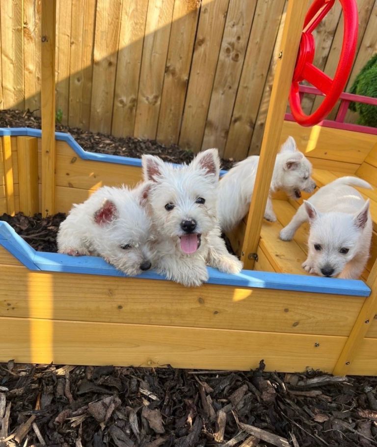  PUPPYS ! West Highland Terrier 