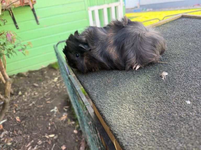 Baby guinea pigs