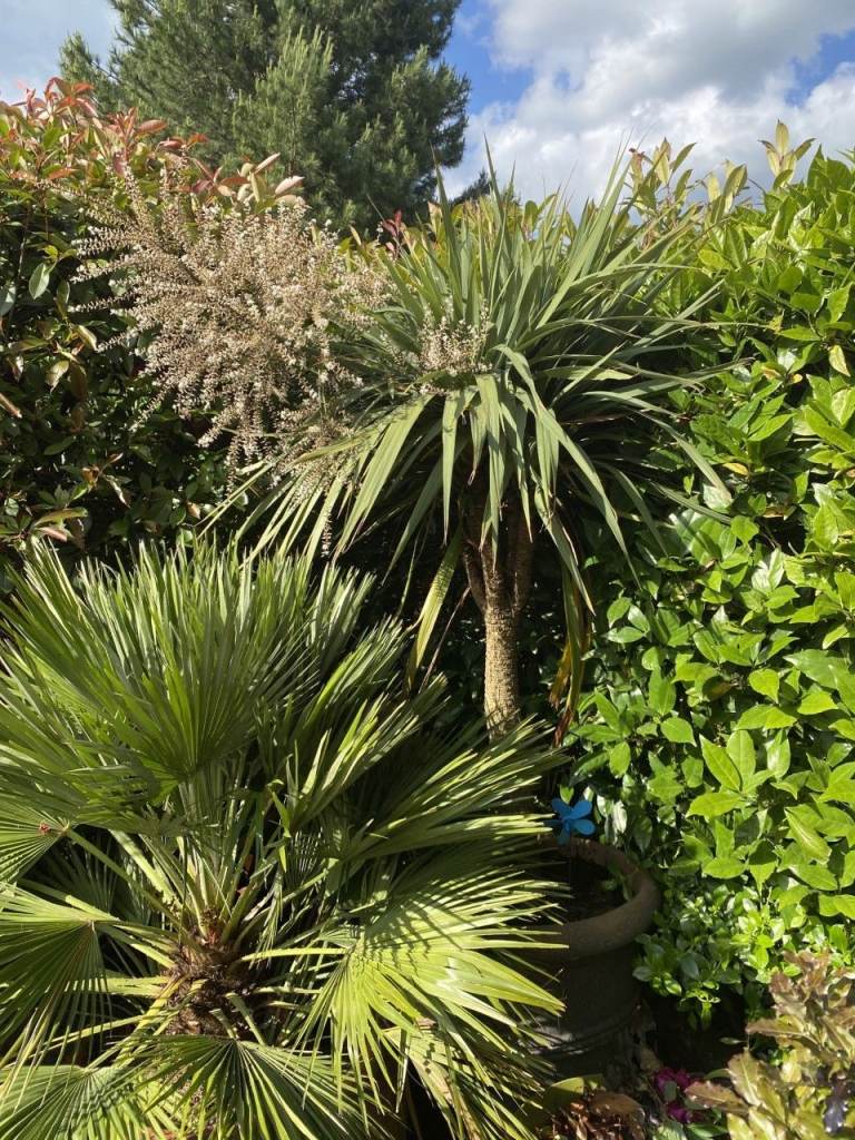 Massive Double Stemmed Australian Cordyline Palms In Huge Terracotta Pots