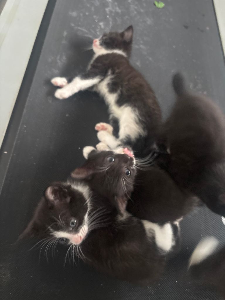 4 kittens available - ready to go 6th Feb 