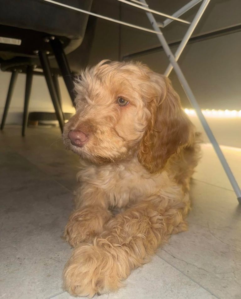 Beautiful 12 week old cockapoo