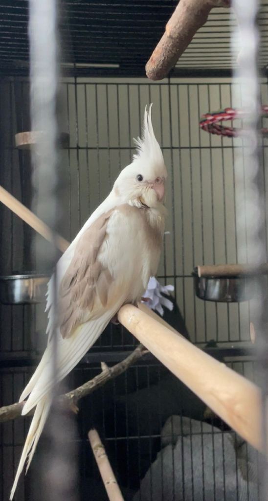 Female Whiteface cinnamon pied Cockatiel