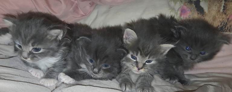 Kittens 