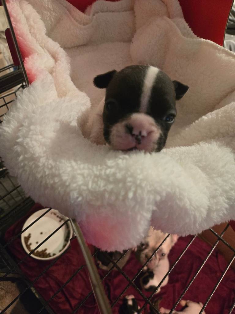 French bulldog pups for sale 