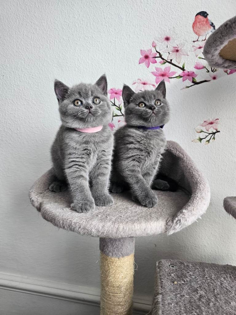 British shorthair kittens 