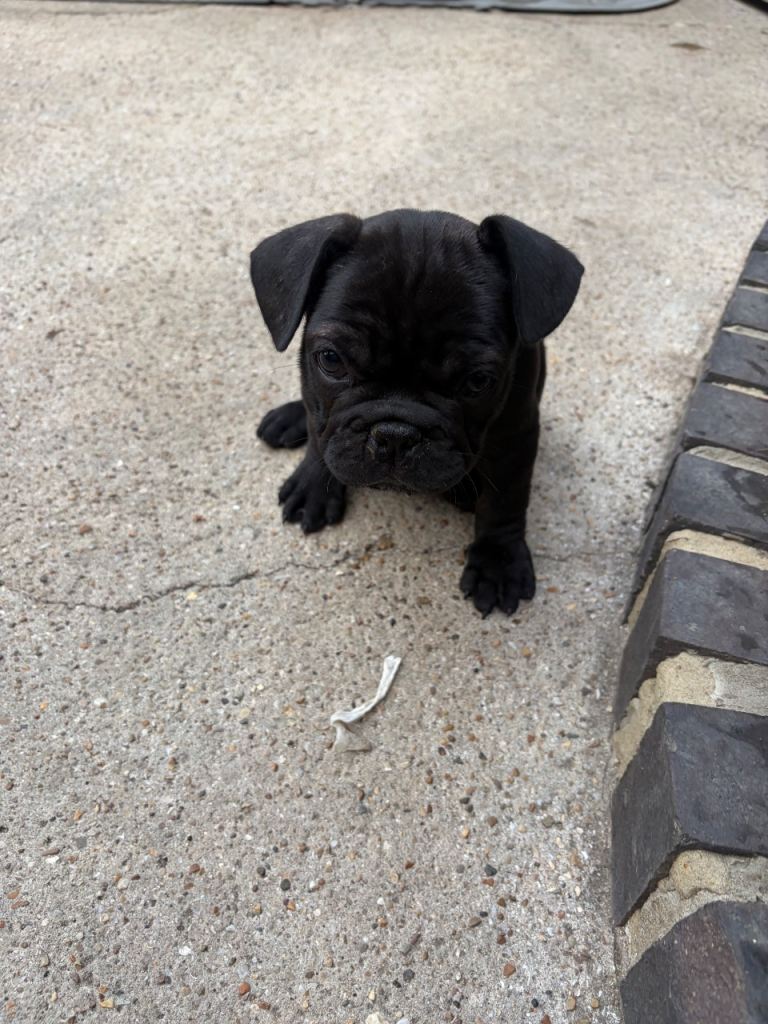 PRICE DROP! French bulldog puppies for sale 