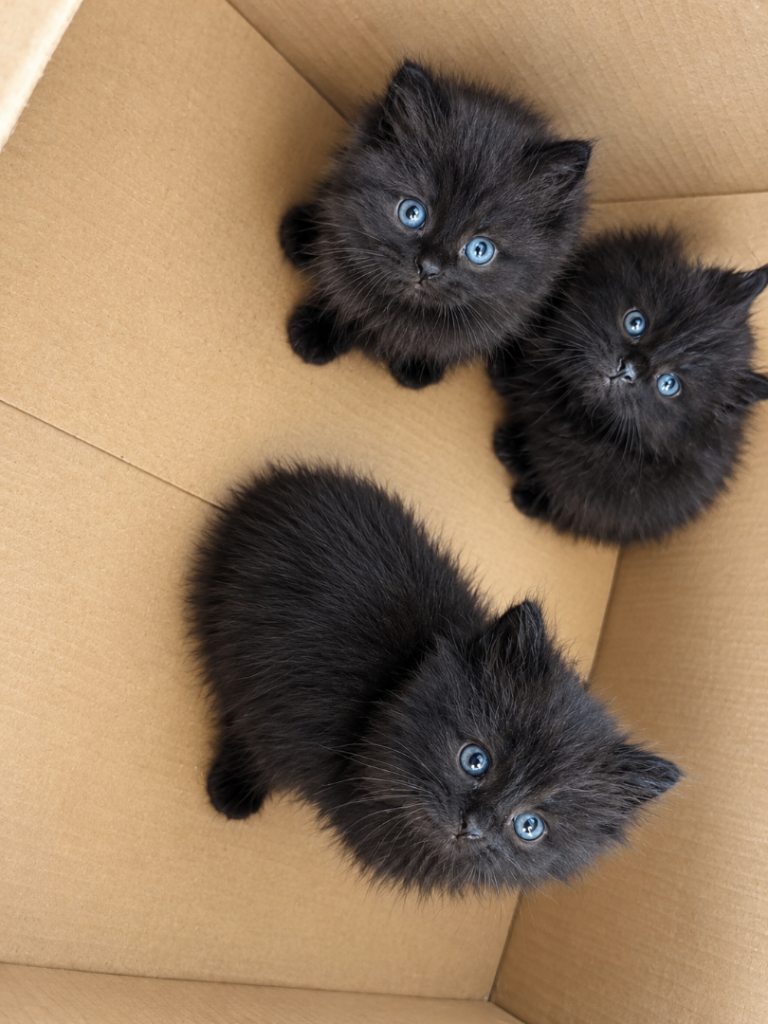 8 Gorgeous Ragdoll Mix Kittens 
