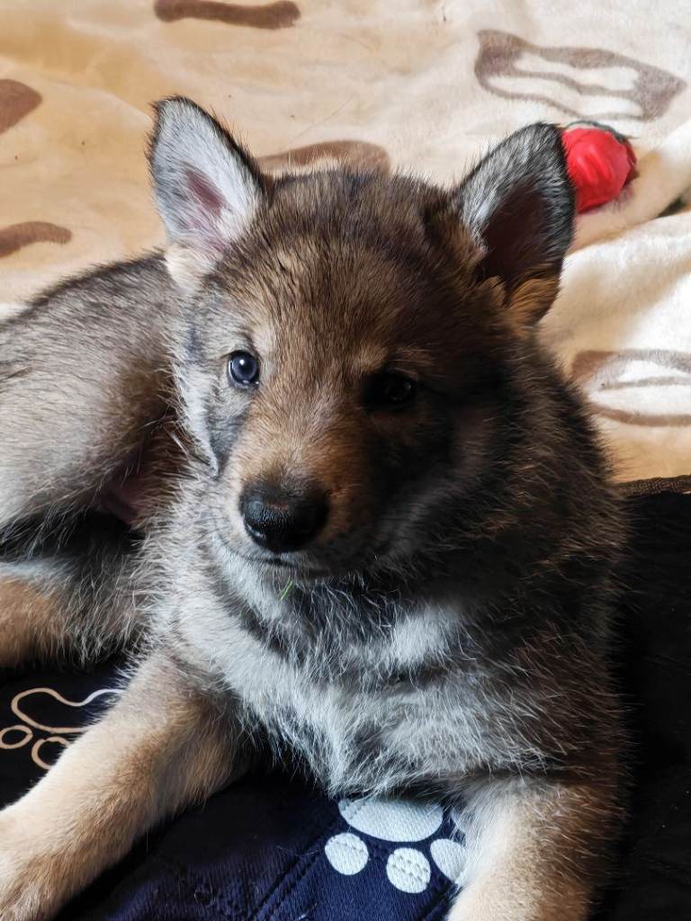 Northern Inuit Puppies 