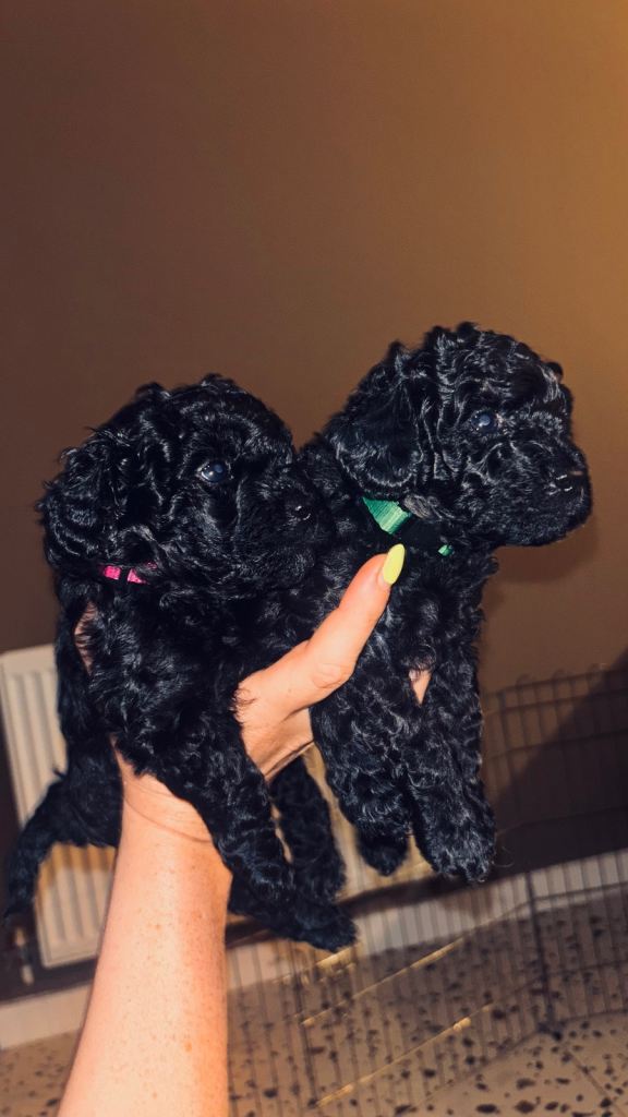 *Last Two Available* F1b Toy Cavapoo pups