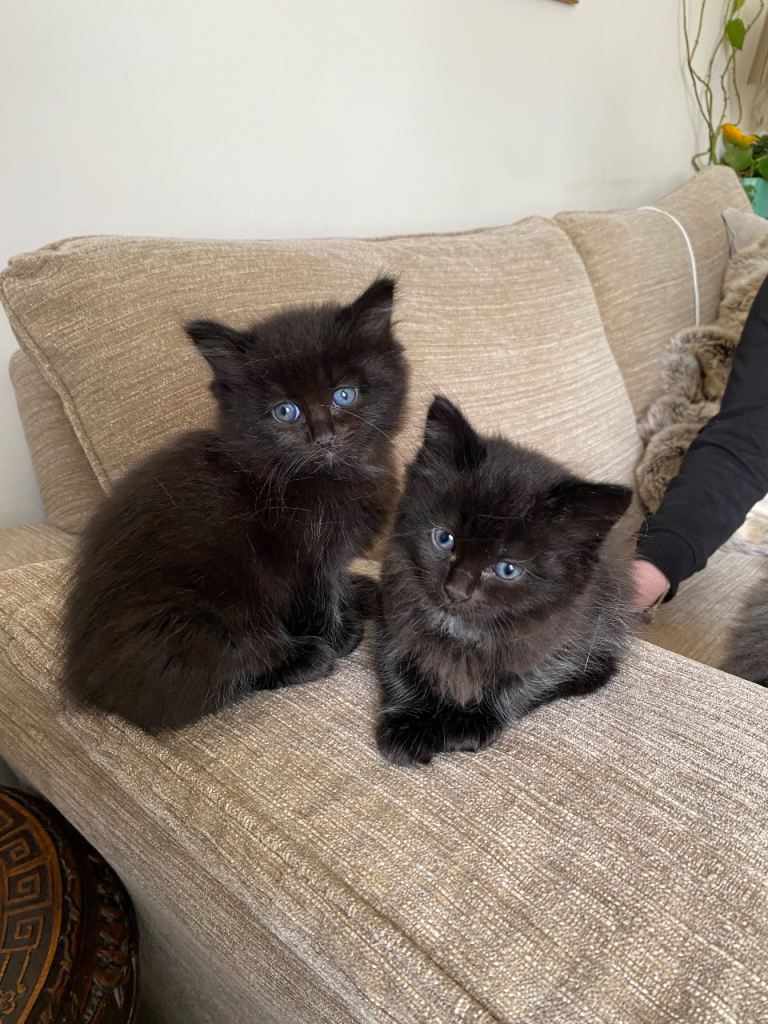 Ragdoll X kittens 