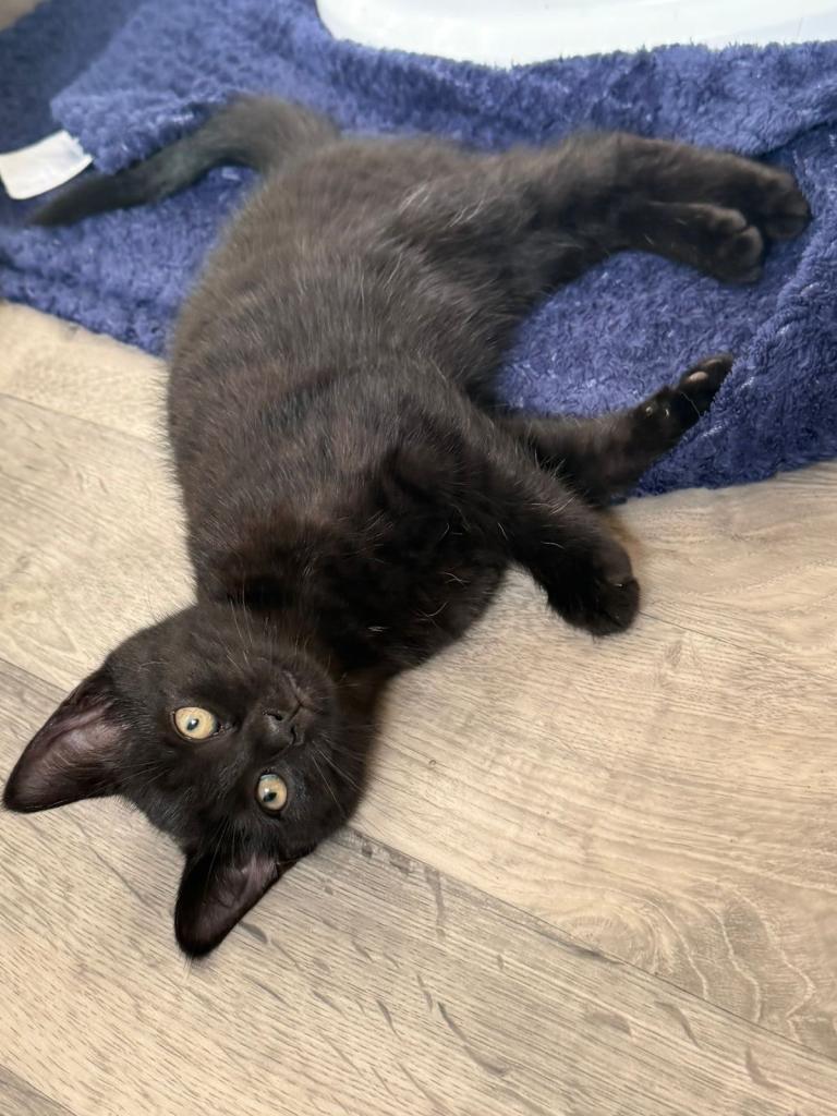 Kitten 