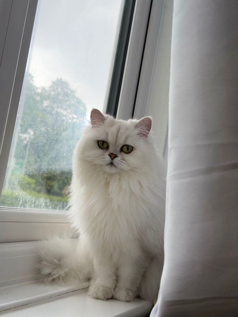 My lovely cat