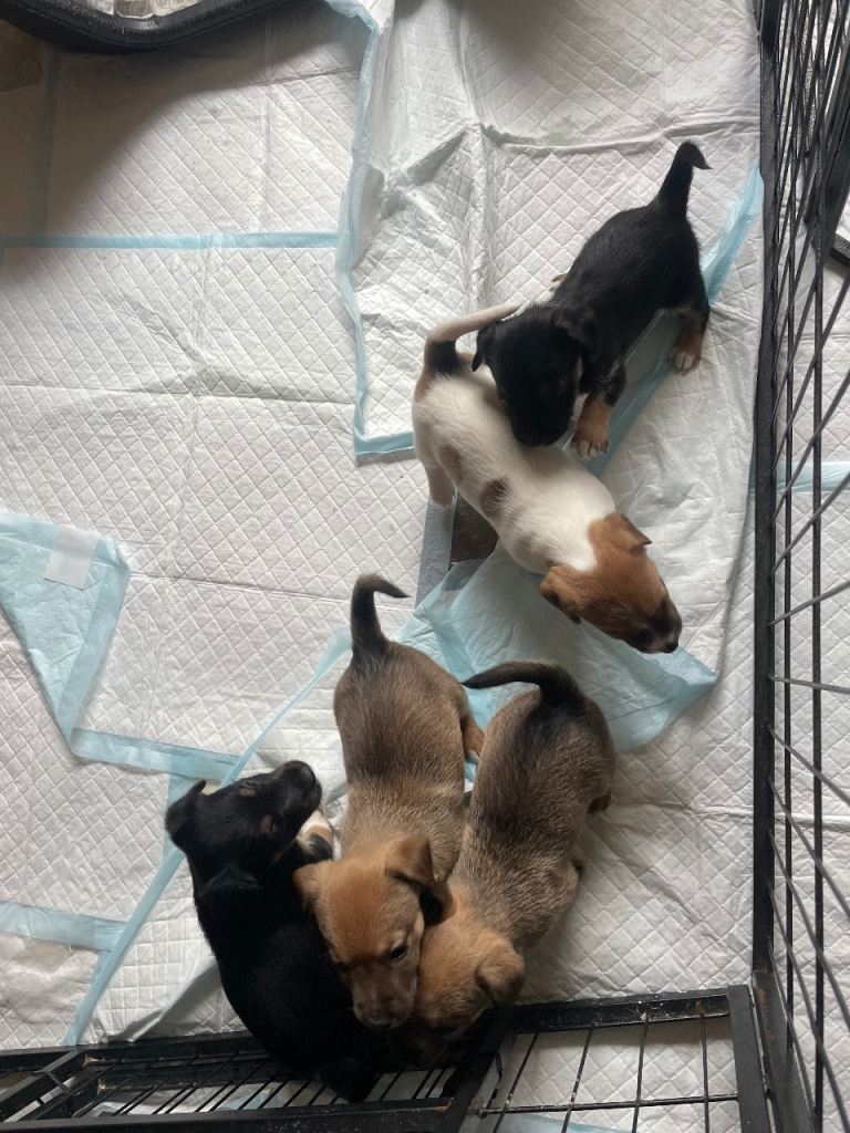 Beautiful Jack Russell puppies 