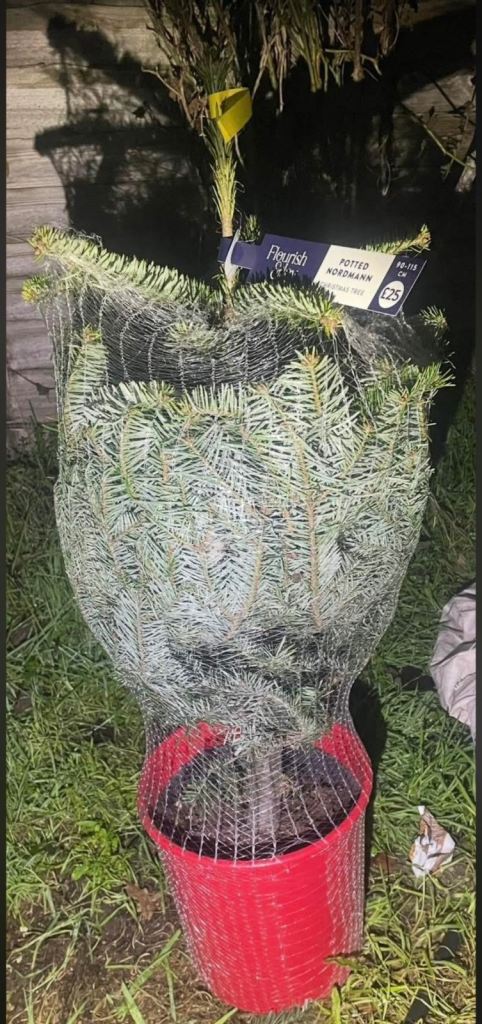 image for Christmas tree